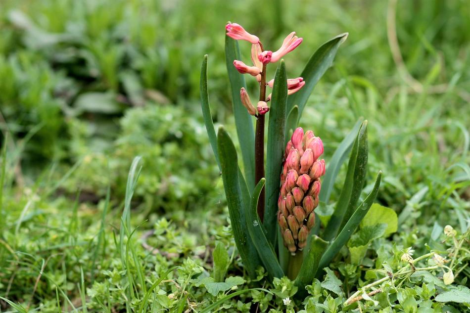 Hyacinth Flower Red