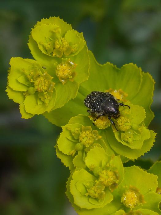 Oxythyrea Funesta Beetle