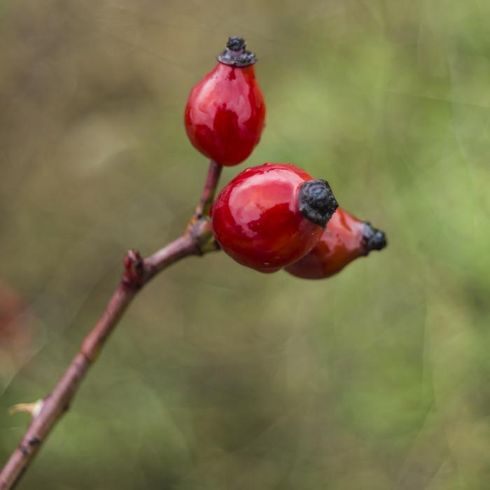 red autumn berries on a branch