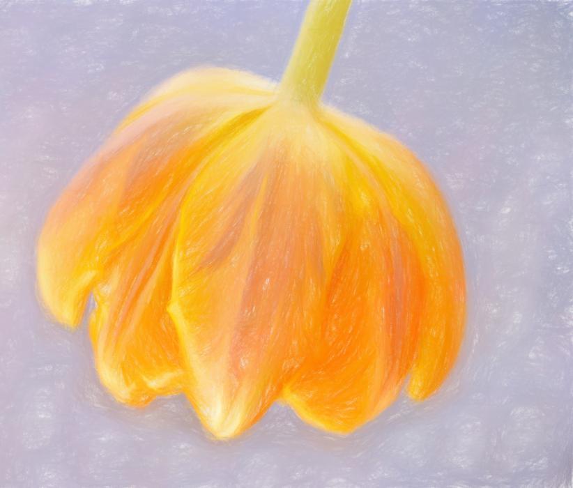 Drawing Flower Orange