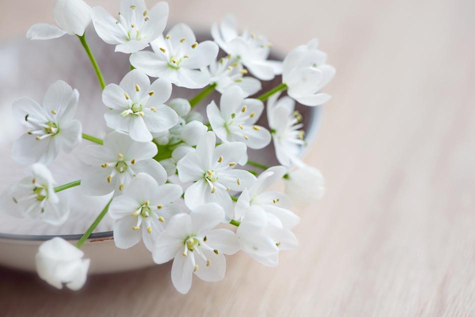 Flower Flowers White