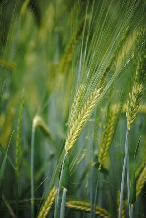 Ear Cornfield Grain Of