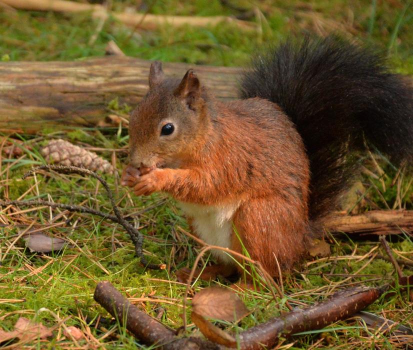 Squirrel Red Formby