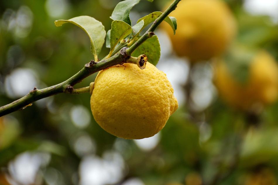 Citrus Limon Yellow