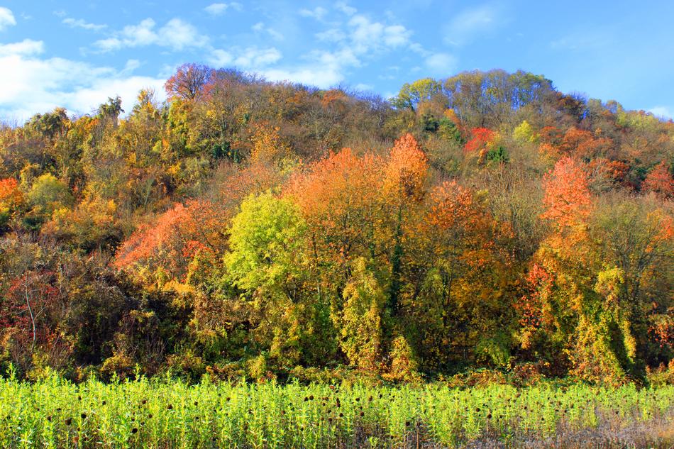 Autumn Leaves Forest