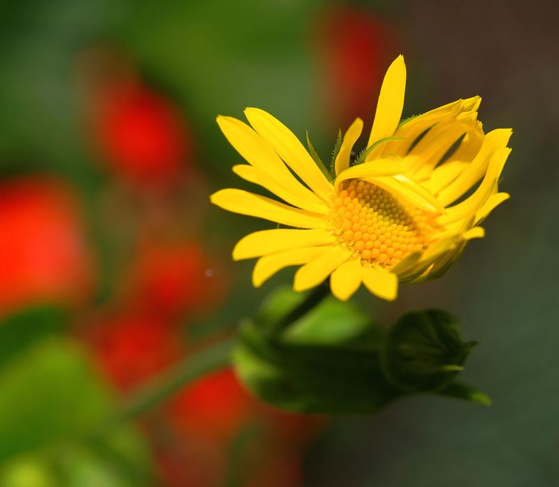 Flower Blossom Bloom