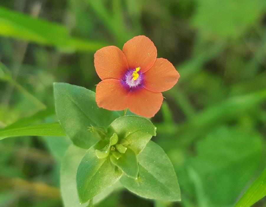 Scarlet Pimpernel Red