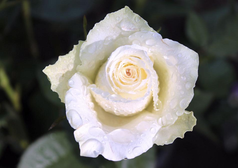 Rose Bloom Flower