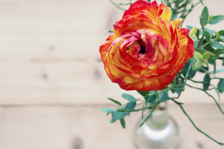 Ranunculus Flower Blossom
