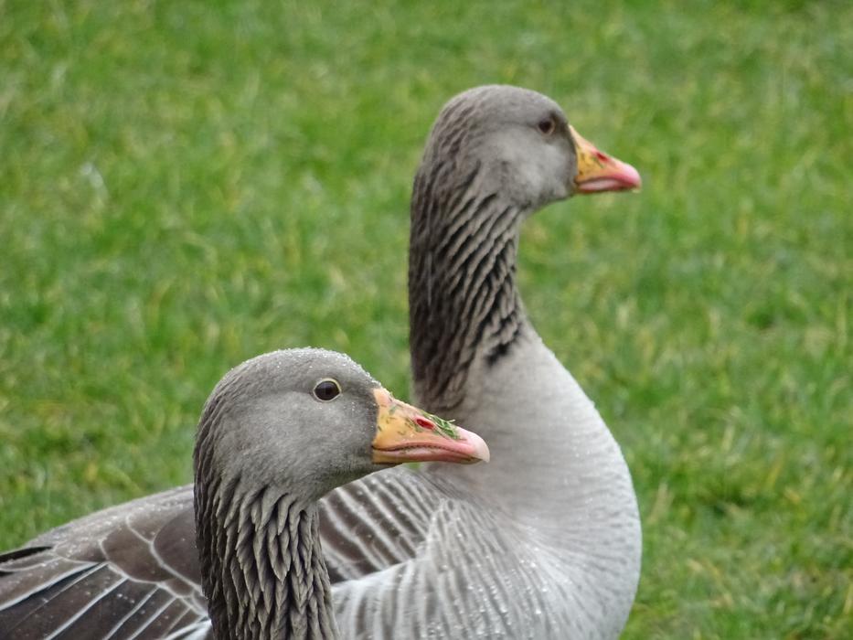 Pomeranian Goose Pair Of