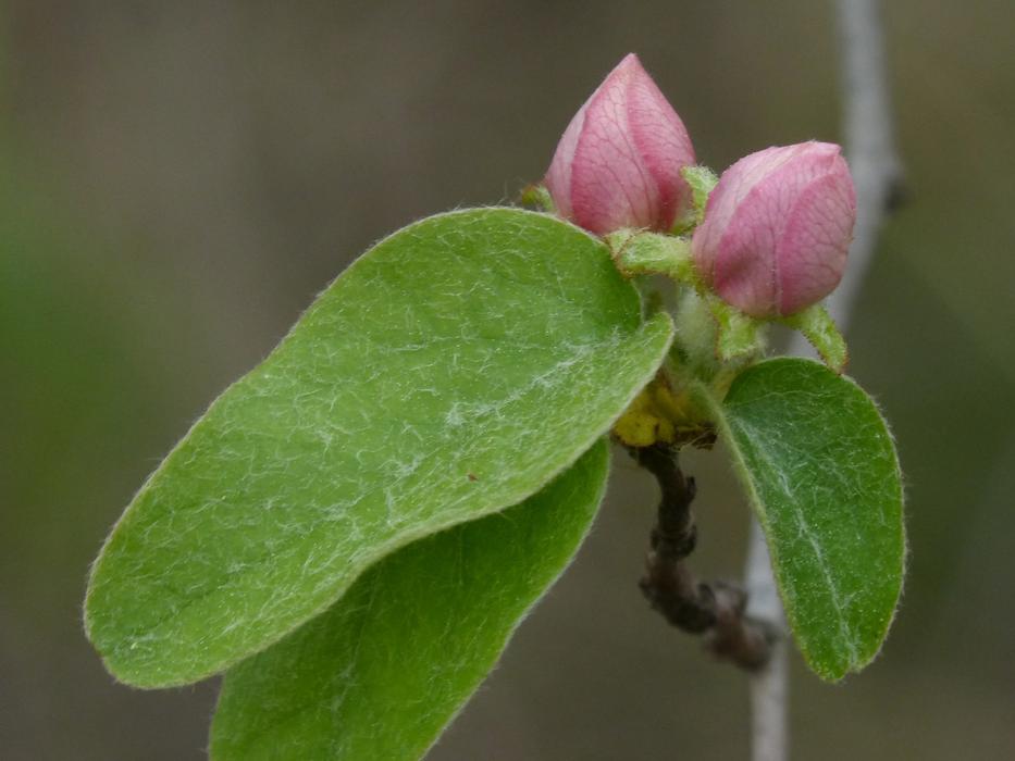 Cocoon Quince Flower