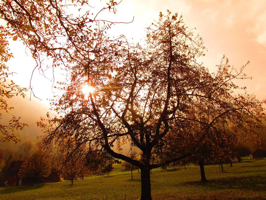 Tree Autumn Golden