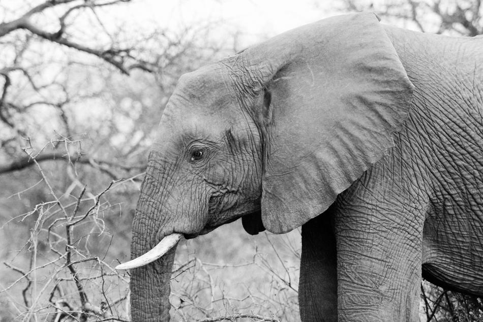 Elephant Pachyderm Wildlife