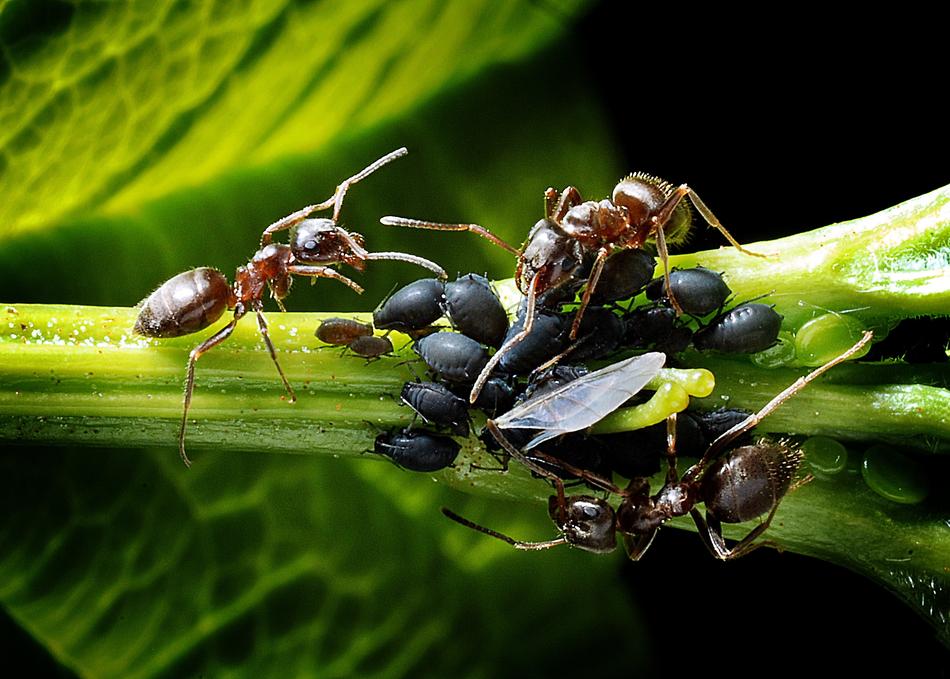 Ants Aphids Kennel