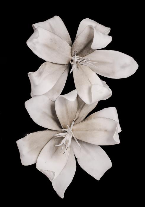 White Blossom Bloom