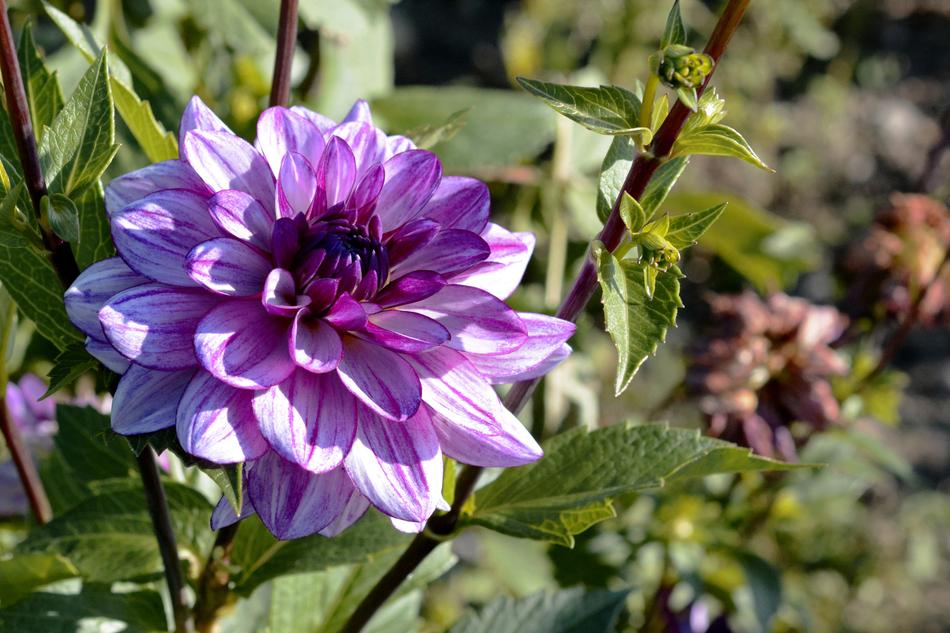 Dahlia Flower Blossom