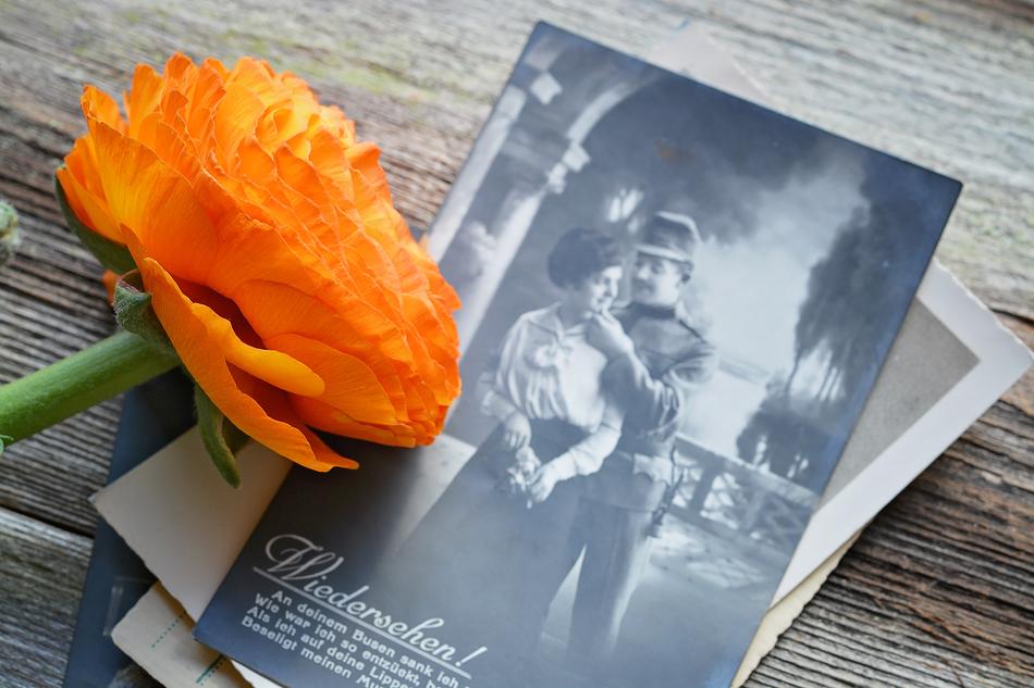 Ranunculus Flower Blossom