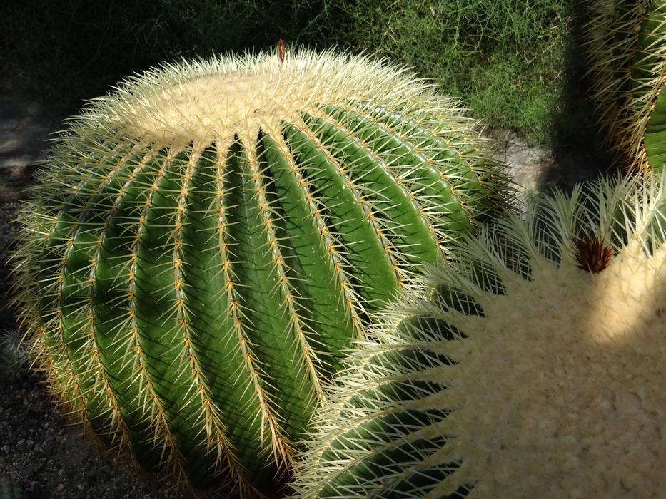 prickly round cactus