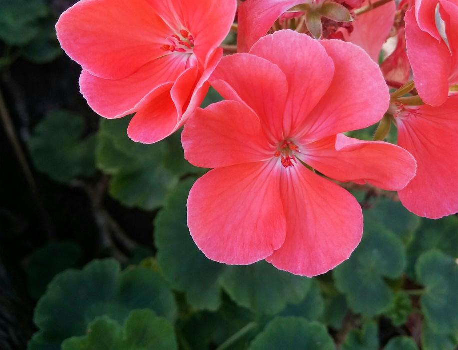 Geranium Flower Pink