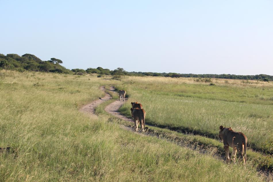 Lioness South Africa Wildlife