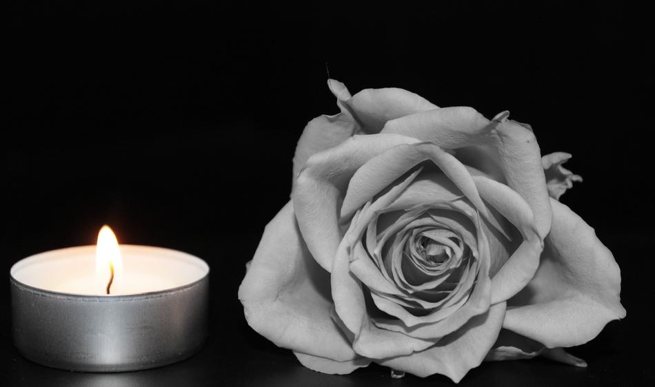 Rose Blossom Bloom