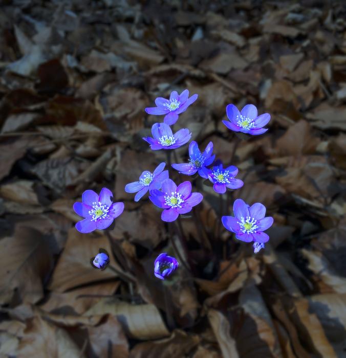 Hepatica Blue Leaves