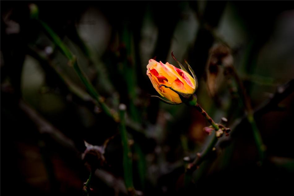 Yellow Flower Rose