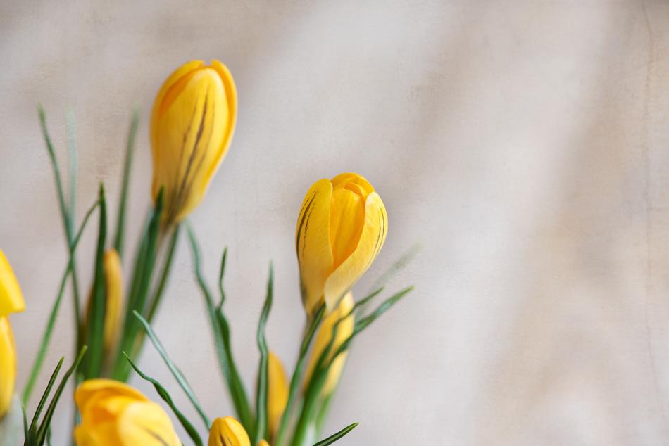 Crocus Flower Flowers