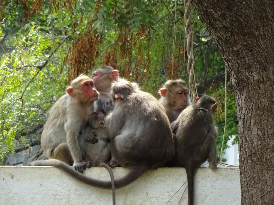 fluffy monkeys on the wall