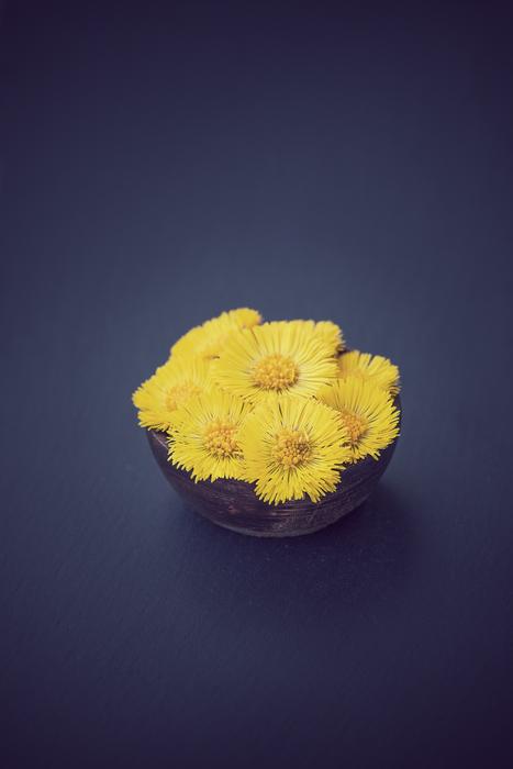 Tussilago Farfara Flower Flowers