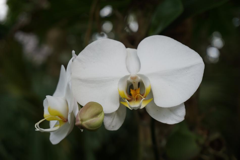 White Orchid Flower