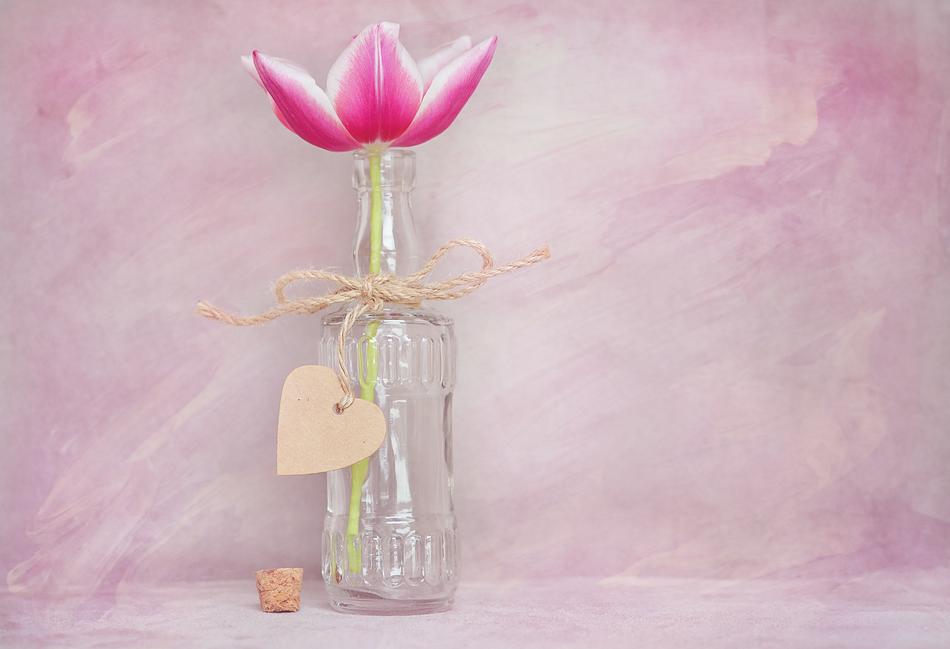 Tulip Flower Blossom