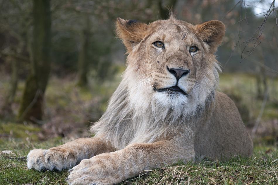 Lion Zoo Male