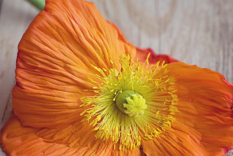 Poppy Are Blossom