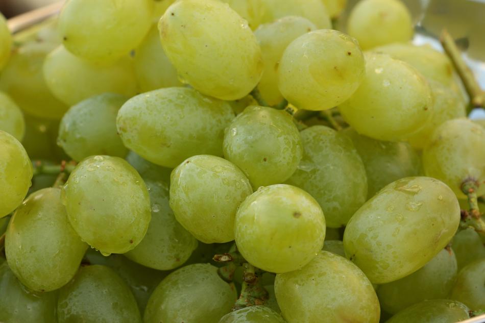 sweet juicy grapes