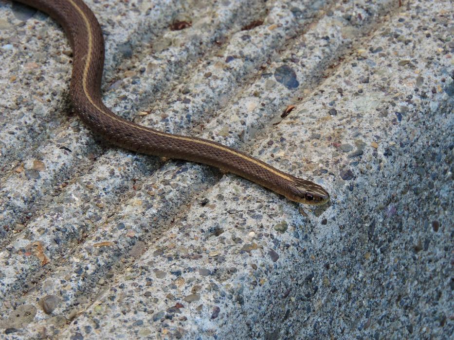 snake crawling on the ground