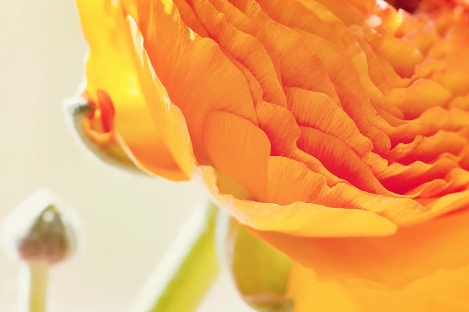 Ranunculus Flower Blossom