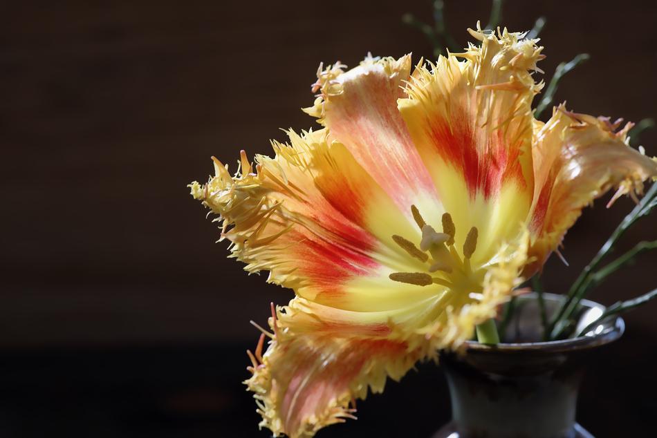 Tulip Flower Blossom
