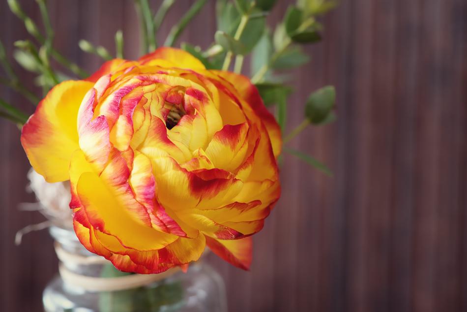 Ranunculus Flower Blossom