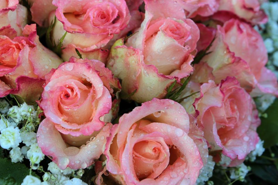 pink flowers in the snow