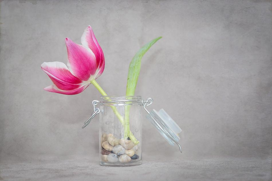 Flower Tulip Blossom