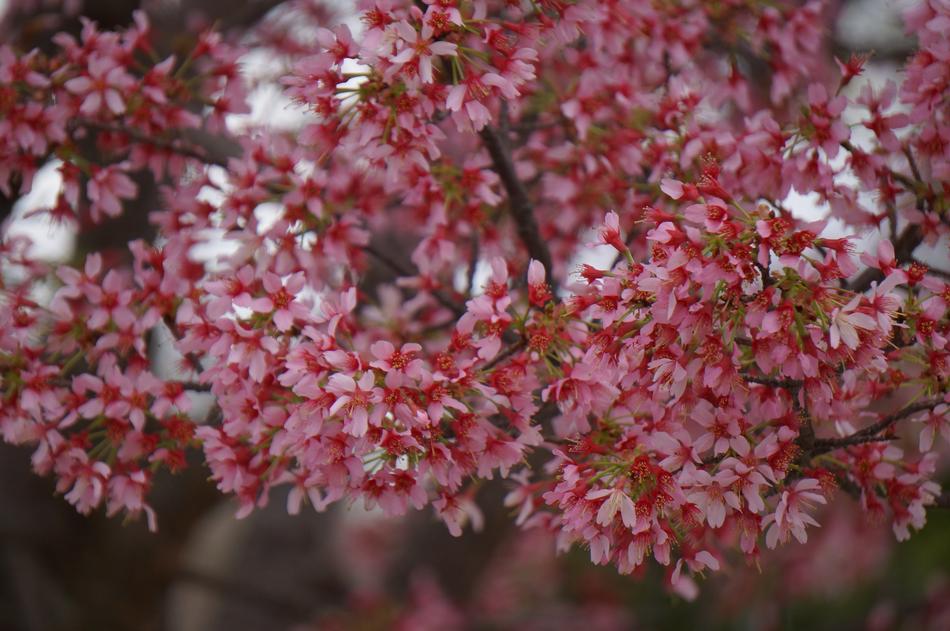 Flower Spring Blossom