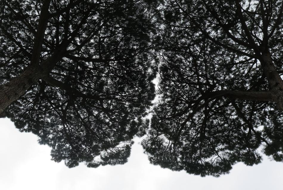 black seeds on a white background