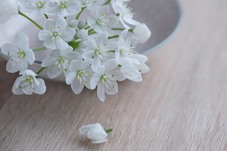 Flower Flowers White