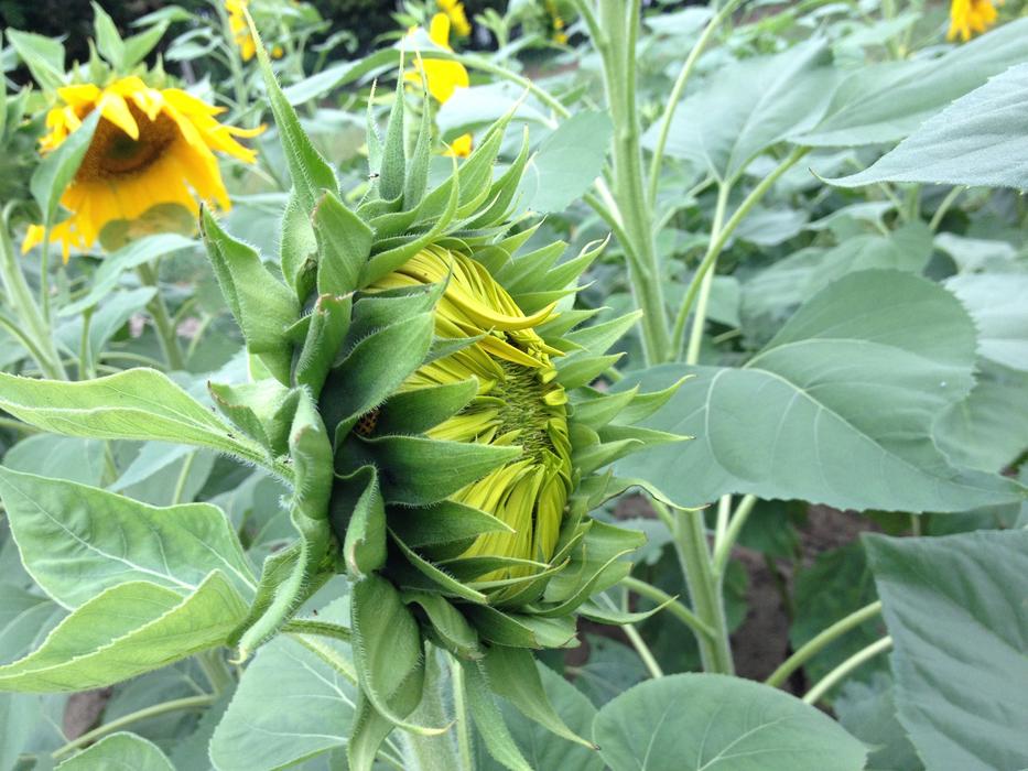 Sunflower Flower Yellow