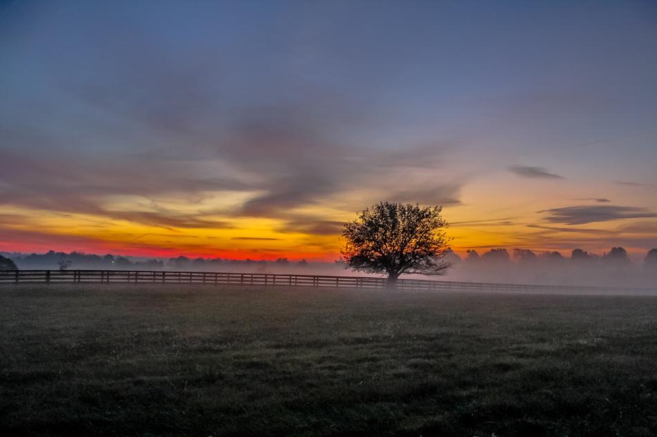 Tree Autumn Mist