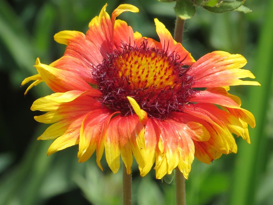 pretty flower in the green grass