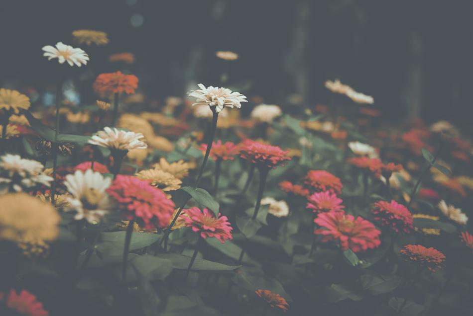Flower Filter Nature