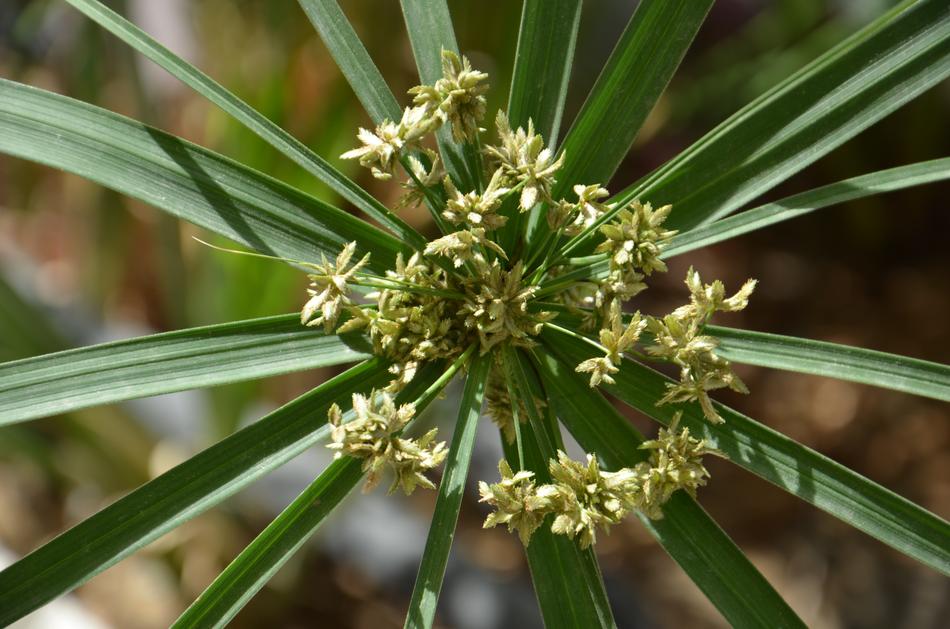 Flower Grass Jebel