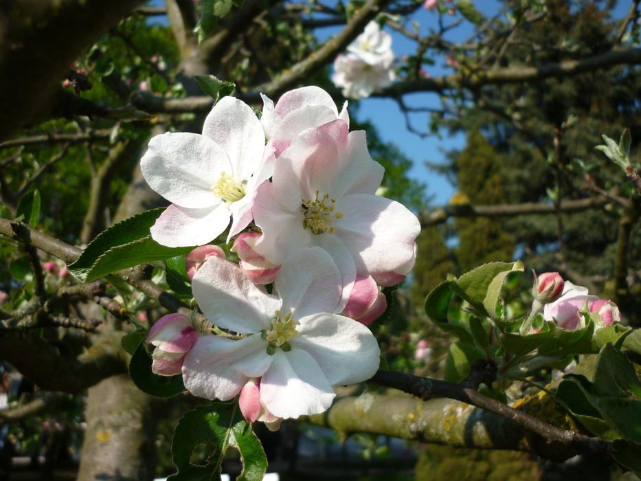 Blossom Bloom Frühlingsanfang